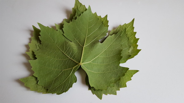 Vinblad